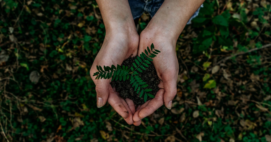 Renting and Sustainability